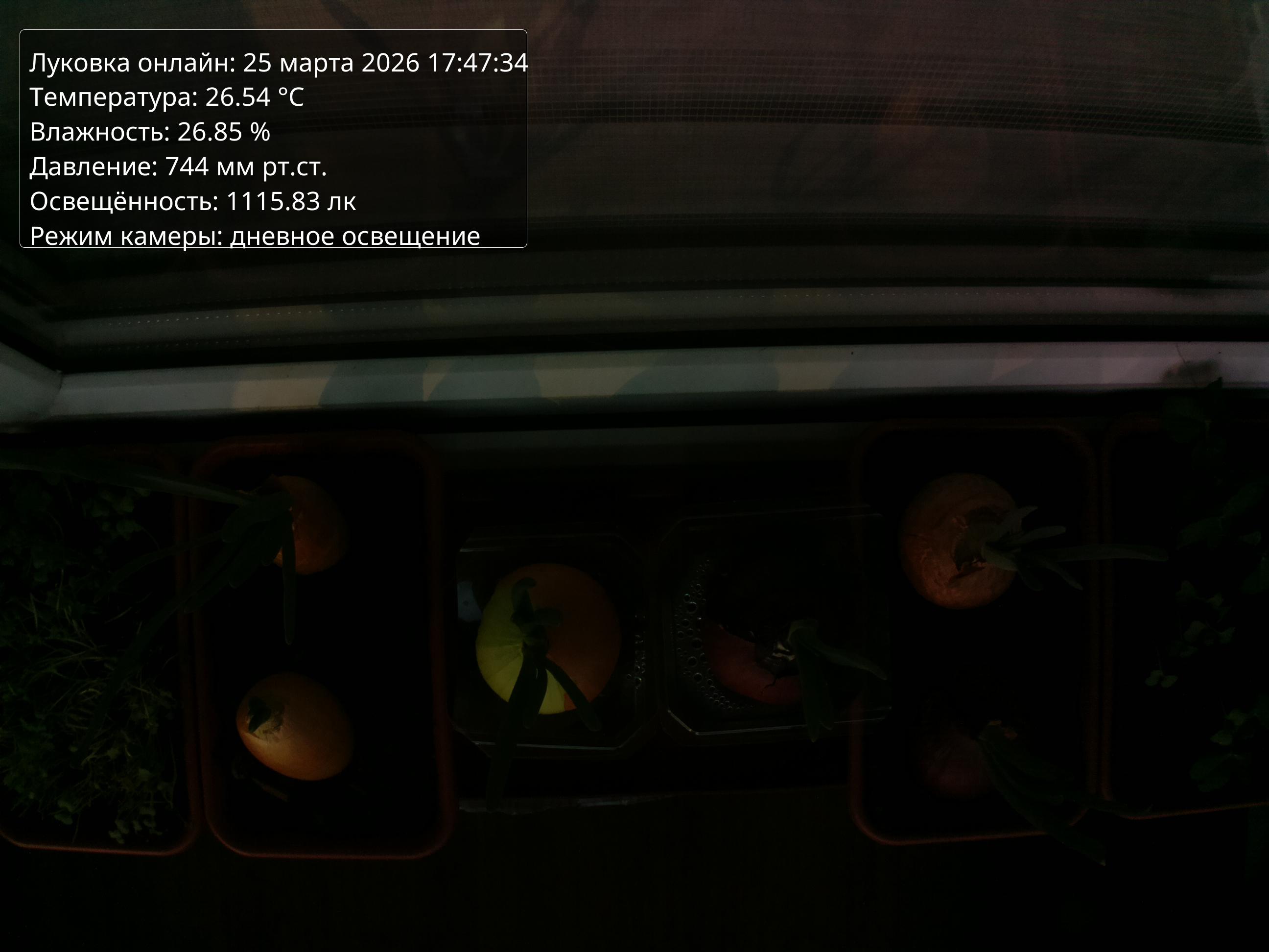 Фото луковок