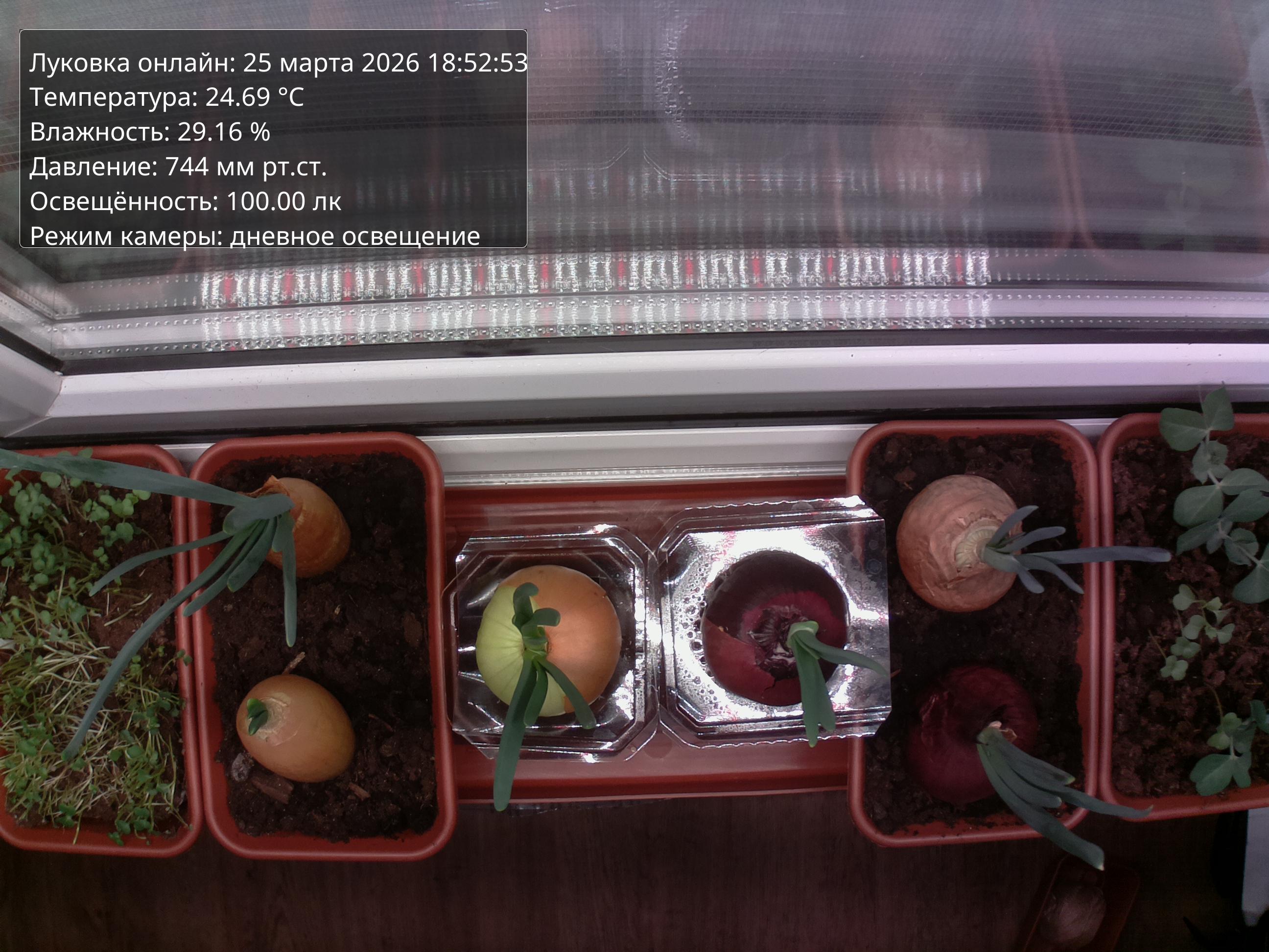 Фото луковок