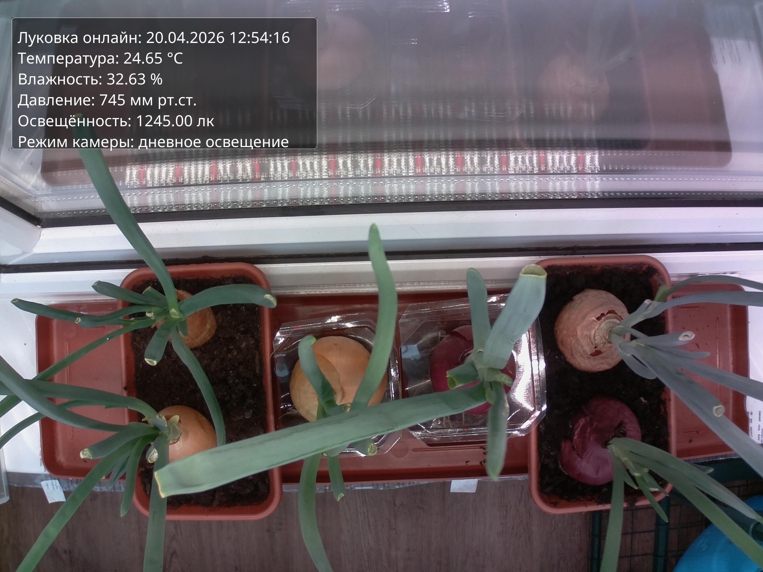 Фото луковок